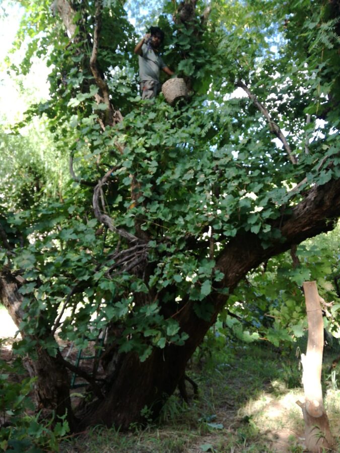 Centenary vines in the Valle de los Cintis, Bolivia