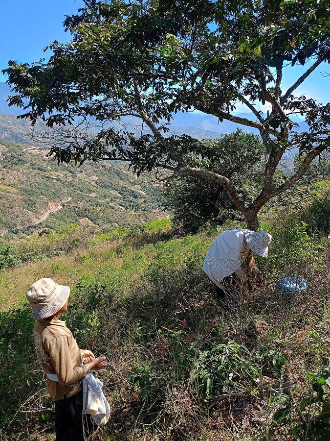 Coca leaf harvest at Coripata, Nor Yungas, Bolivia