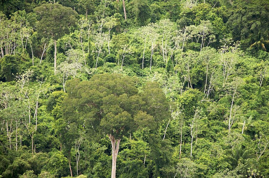 A view of forest in the Santa Cruz department of Bolivia
