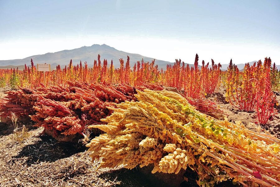 Bolivian quinoa, the other Andean staple alongside the potato