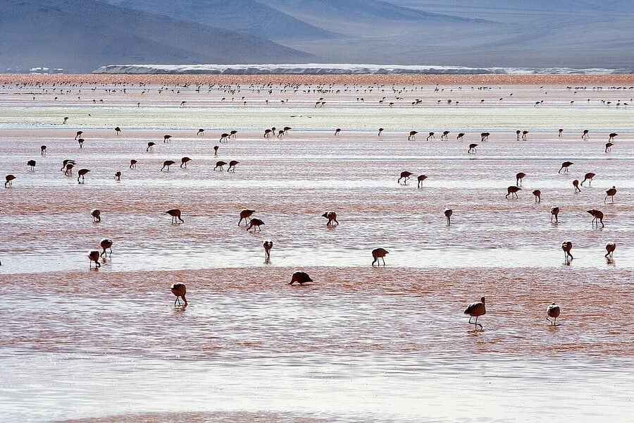 Andean flamingos feeding in Laguna Colorada