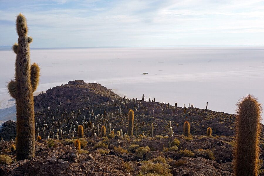 Isla Incahuasi, a cactus-covered rock island in the middle of the Salar