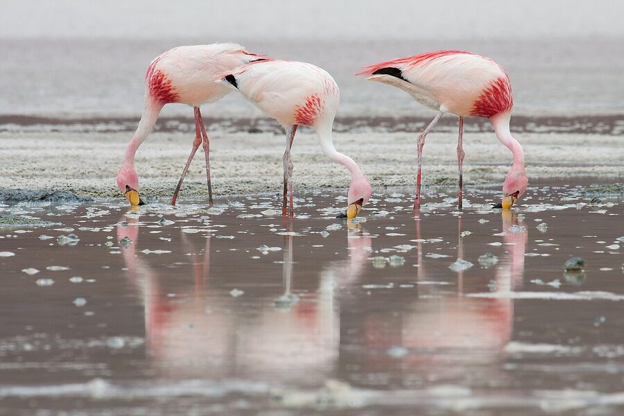 James's flamingos in the high altiplano