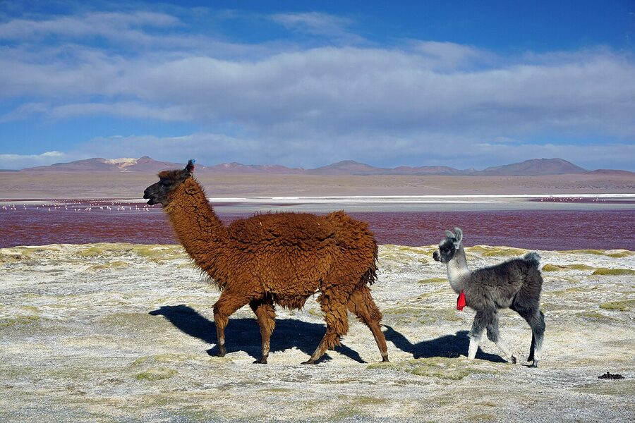 A llama at Laguna Colorada in the high altiplano