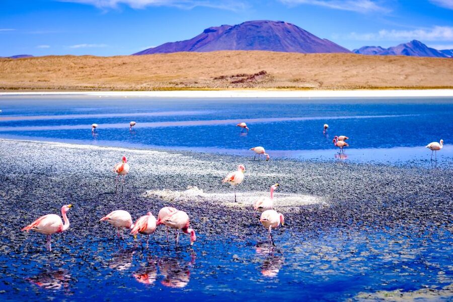 From La Paz: 4-Day Trip to San Pedro de Atacama w/Salt Flats - Flamingo lagoons and Laguna Colorada