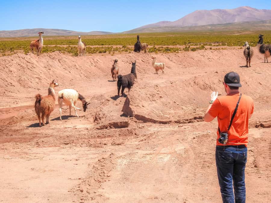 La Paz: Uyuni Salt Flats & Isla Incahuasi 5-Day Bus Tour - Meals, guide service, and group size