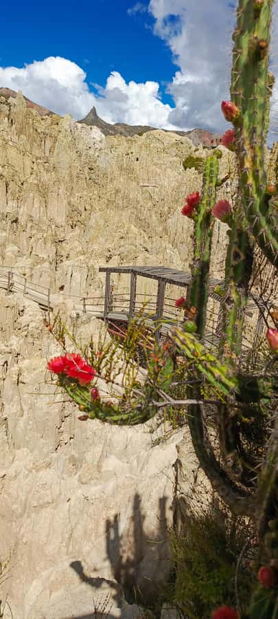 La Paz: Valle de las Animas, Moon Valley, & Killi Killi Tour - What the $85 price really covers