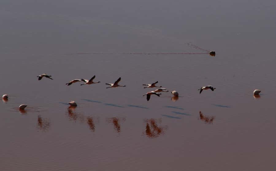 Roundtrip to the Uyuni Salt Flat and the Colored Lagoons - From San Pedro to Hito Cajón and the Bolivian highlands