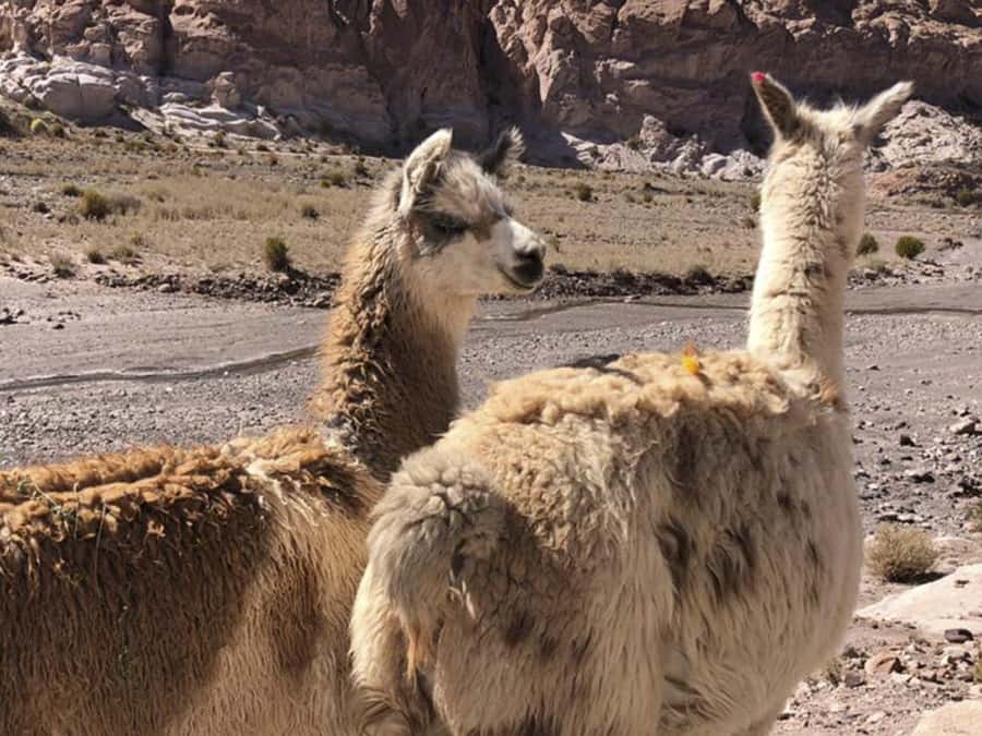 Roundtrip to the Uyuni Salt Flat and the Colored Lagoons - Is $458 per person good value?