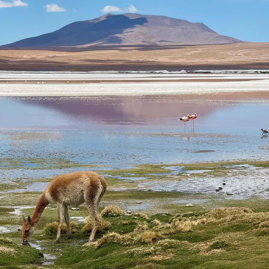 San Pedro de Atacama: 3 D. Tour Uyuni and Back to San Pedro - What the guides and drivers add