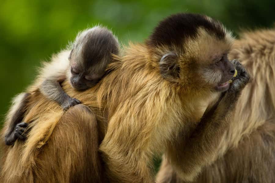 Santa Cruz: Wildlife Sanctuary and Preservation Park Tour - Key points to know before you book