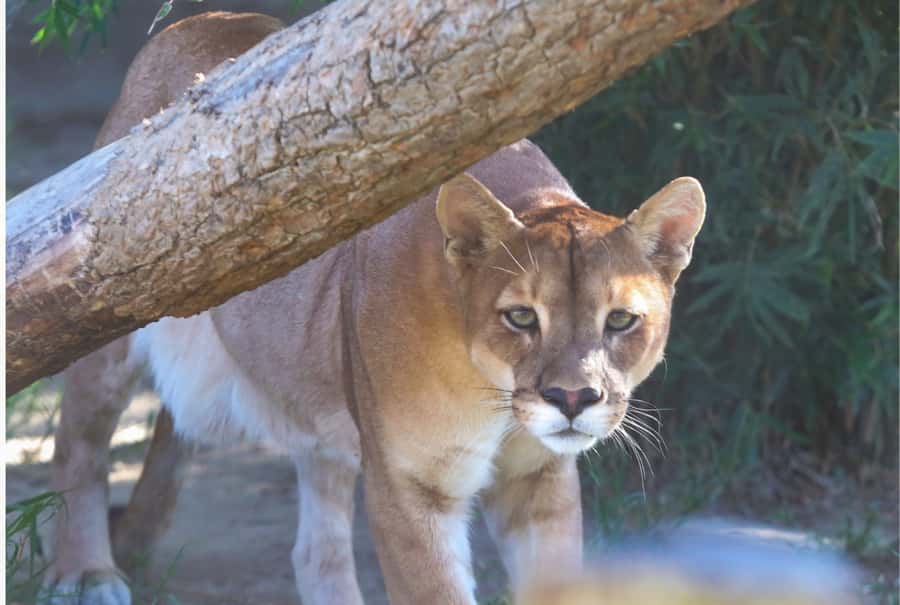 Santa Cruz: Wildlife Sanctuary and Preservation Park Tour - FAQ