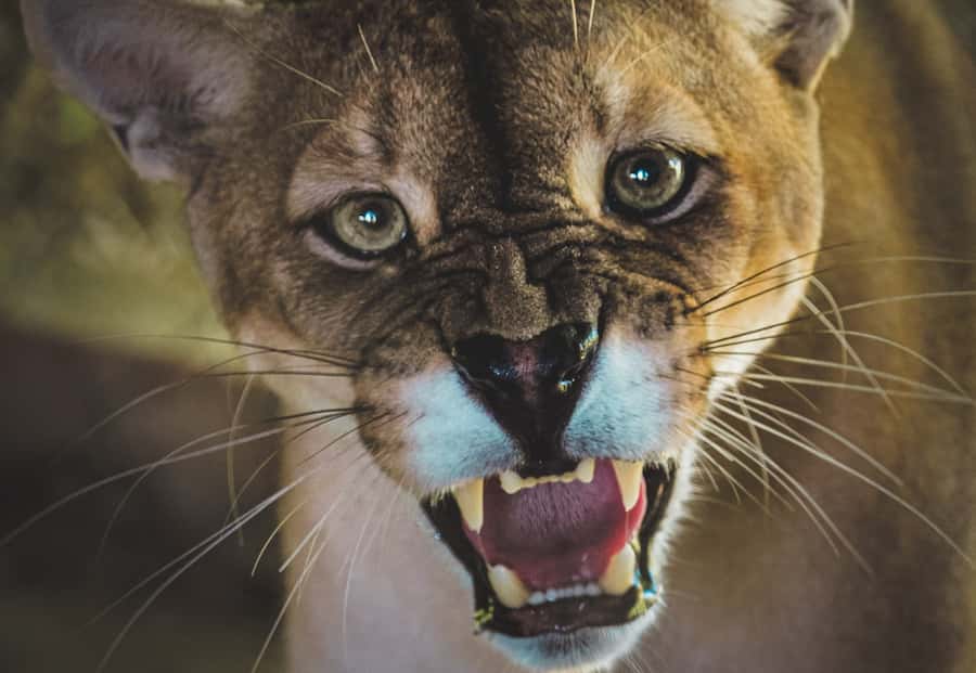 Santa Cruz: Wildlife Sanctuary and Preservation Park Tour - The one-hour ride from Santa Cruz to AFASI