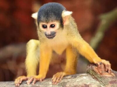 Santa Cruz: Wildlife Sanctuary and Preservation Park Tour - Around 500 animals in a 90-minute sanctuary visit