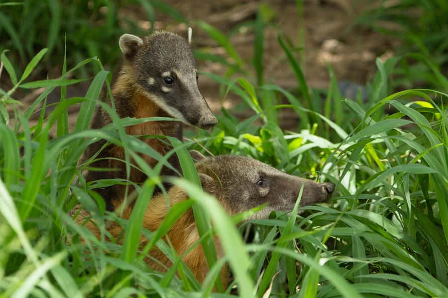 Santa Cruz: Wildlife Sanctuary and Preservation Park Tour - Lunch while monkeys watch from nearby