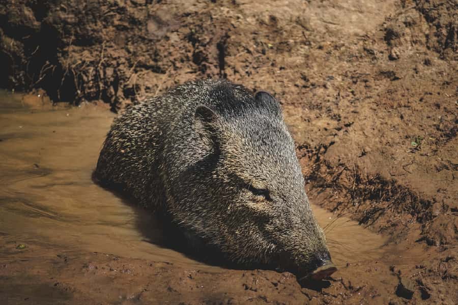 Santa Cruz: Wildlife Sanctuary and Preservation Park Tour - Language, walking pace, and the right kind of visitor