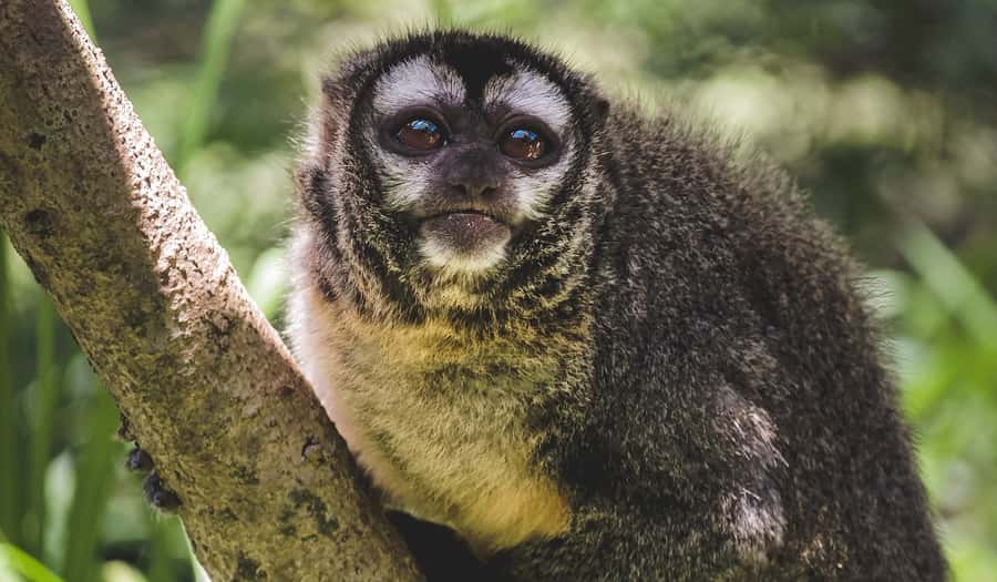Santa Cruz: Wildlife Sanctuary and Preservation Park Tour - Should you book the AFASI day trip?