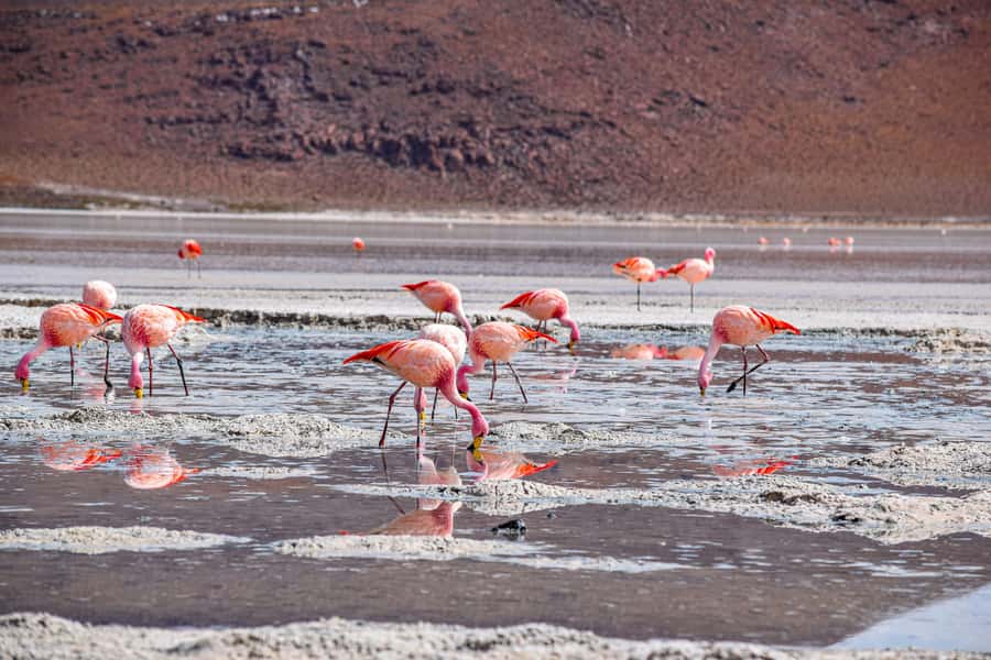 Uyuni: 3-Day Salt Flats Tour ending in San Pedro de Atacama - Day 1: Train Cemetery, Colchani, and the white expanse
