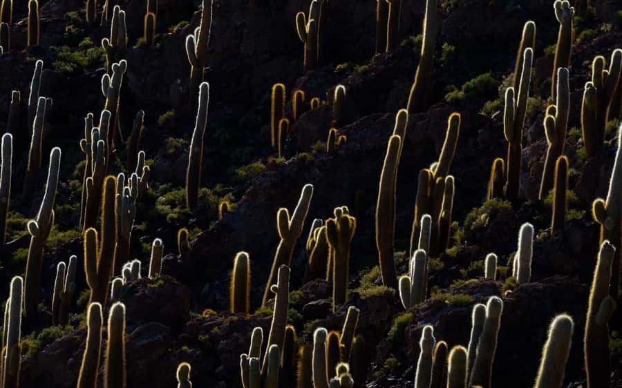 Uyuni: Salar de Uyuni Traditional Tour+Sunset Tour - Colchani brings the salt trade closer