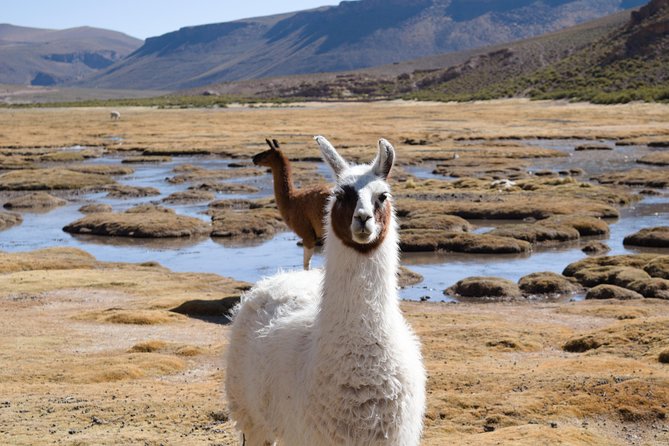 3-Day Tour to Salt Flats and Lagoons - Day two: flamingos, volcanoes and a hot soak