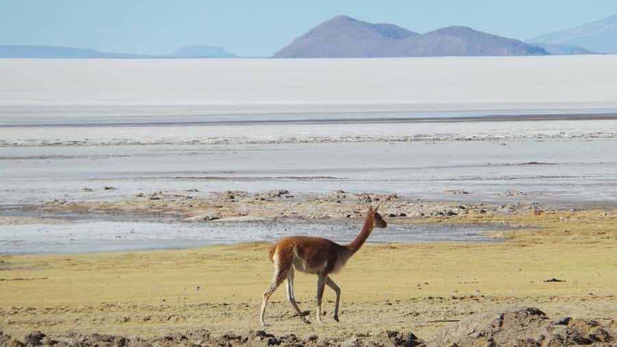 La Paz: 1-Day Uyuni Salt Flats Tour by Flight with hotel - A flight from La Paz, then a full day in Uyuni
