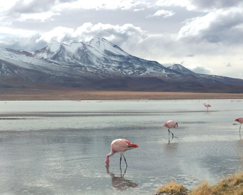 La Paz: 4-Day Uyuni & Colored Lagoons with Flight and Hotel - Day two: Flamingos, desert and the red lagoon