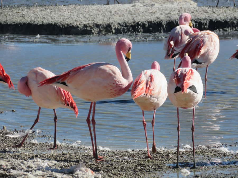 La Paz: 6-Day Private Best-of-Bolivia Tour with Flights - A fast-moving route with plenty of variety