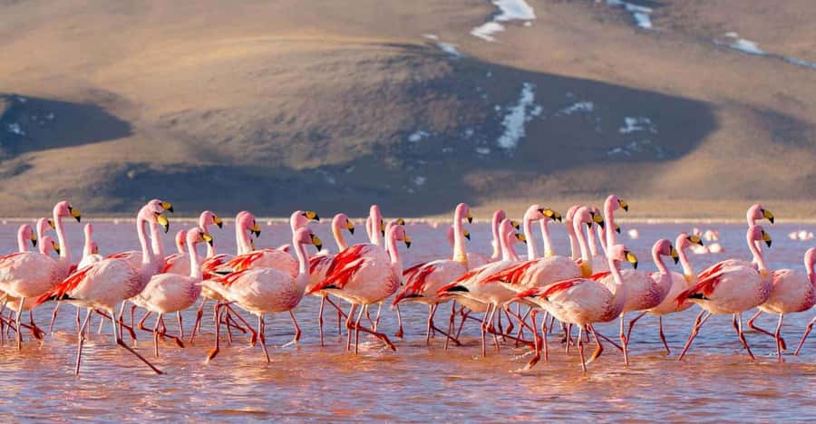 PROGRAM 3D/2N SAN PEDRO DE ATACAMA – UYUNI SHARED SERVICE - Should you book it?